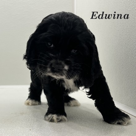 puppy, for, sale, Cocker Spaniel, Joe & Cherri  Overlease, dog, breeder, Miller, MO, dog-breeder, puppy-for-sale, forsale, nearby, find, puppyfind, locator, puppylocator, aca